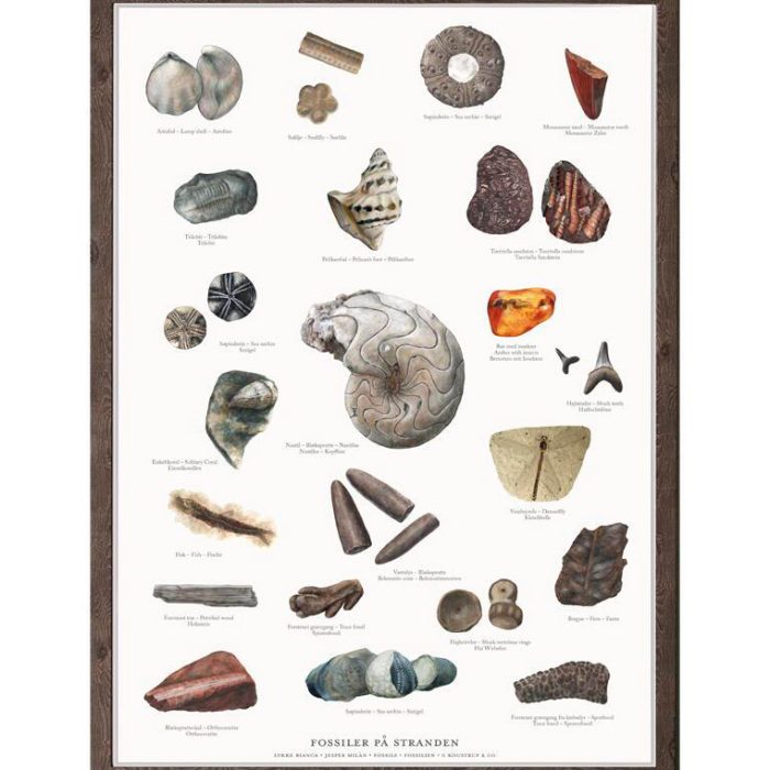 plakat-fossiler