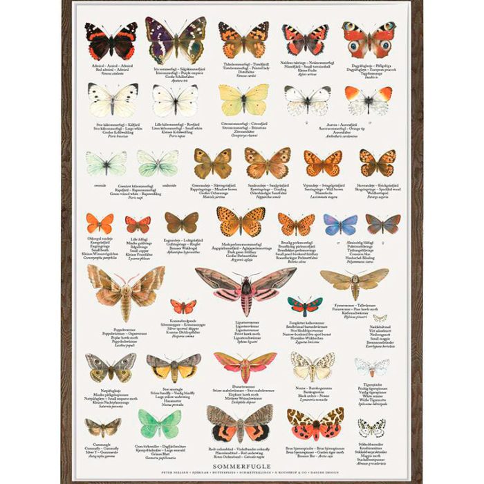plakat-sommerfugle