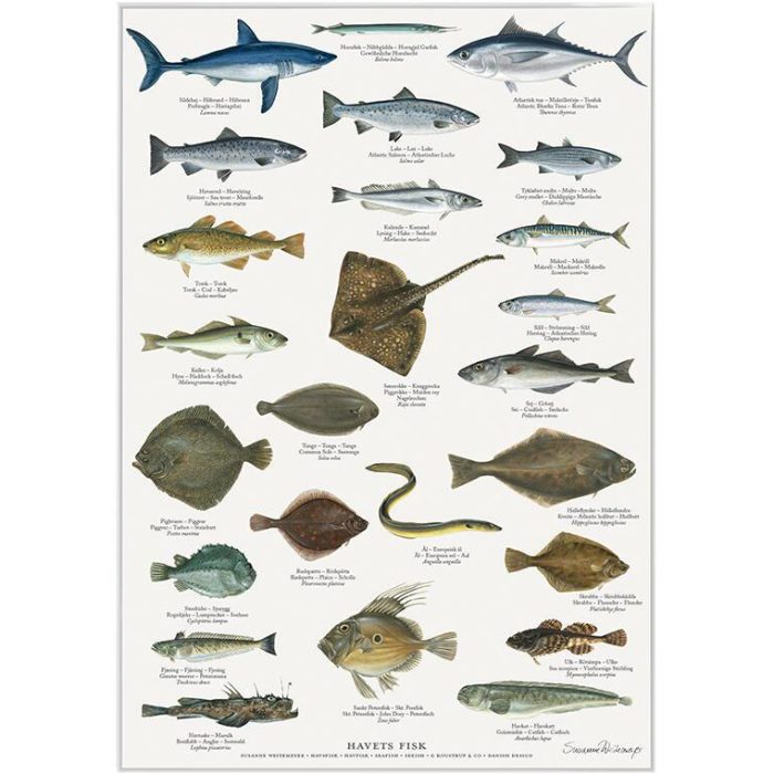 havets-fisk