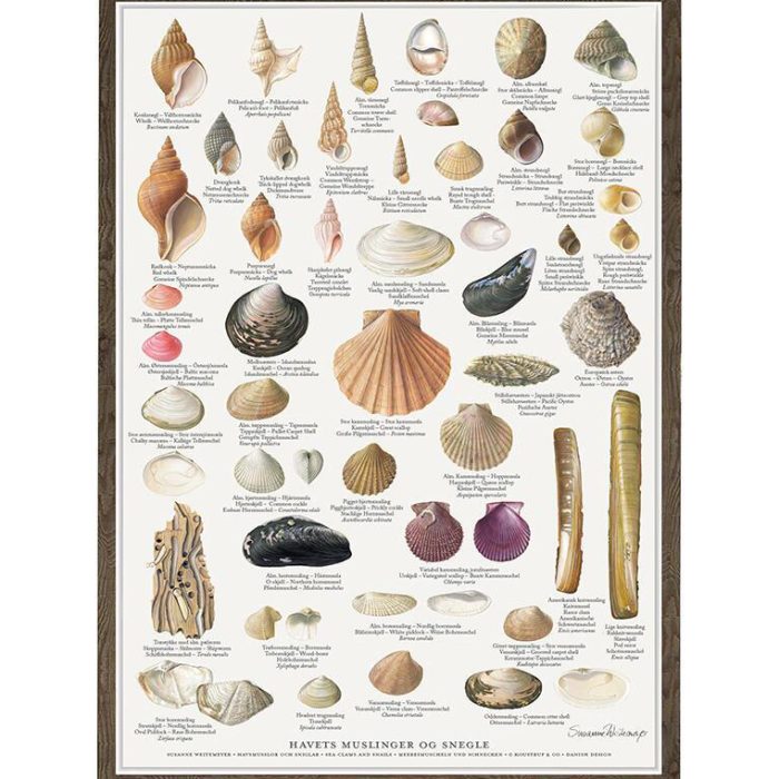 havets-muslinger-snegle