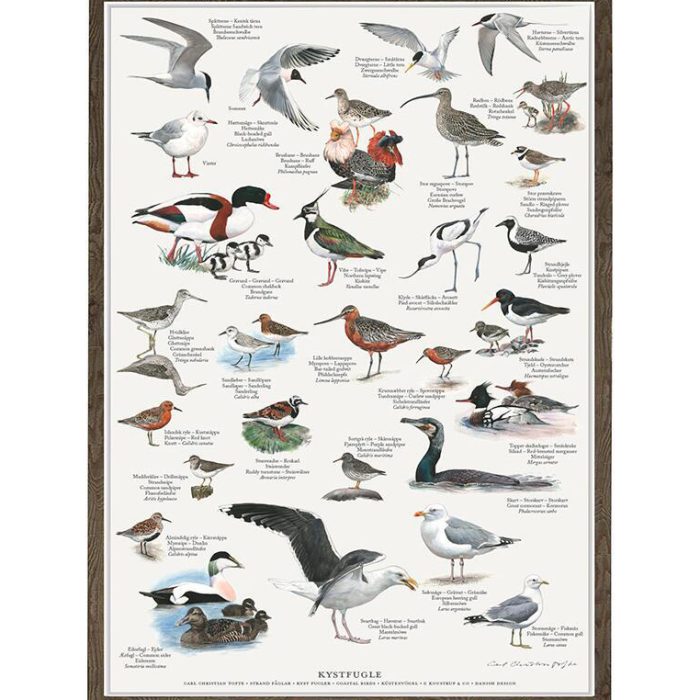 kystfugle