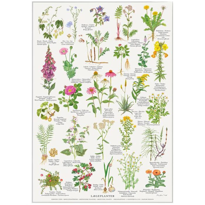 laegeplanter