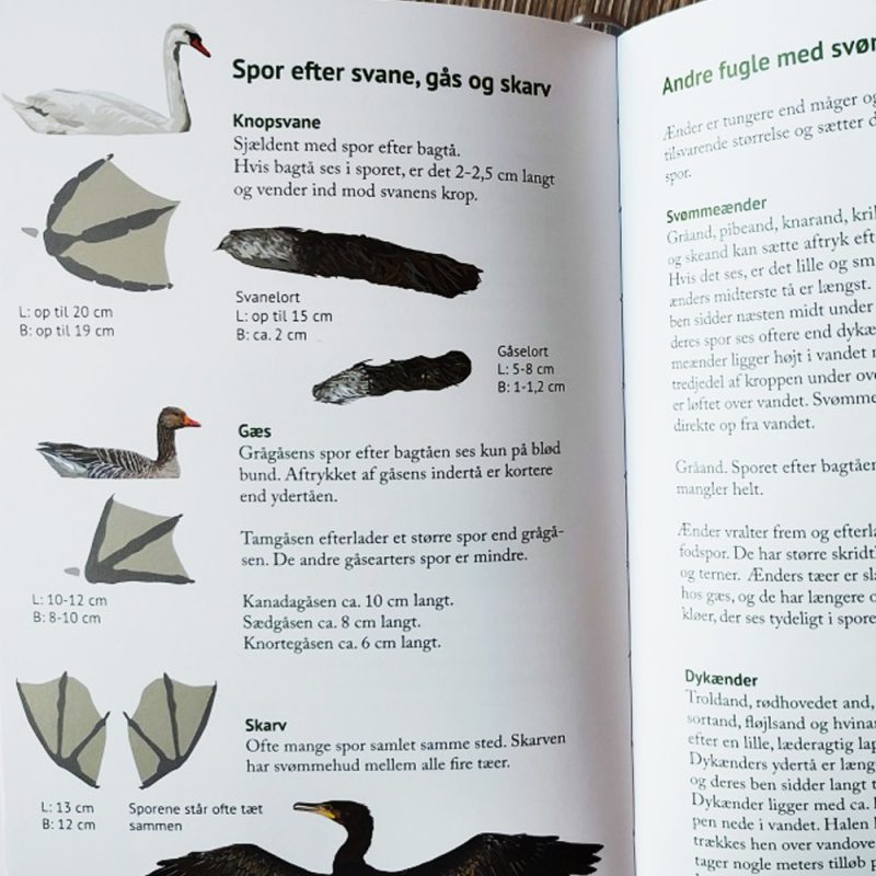 spor-i-naturen2 spor-i-naturen2