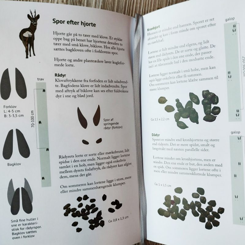 spor-i-naturen3 spor-i-naturen3