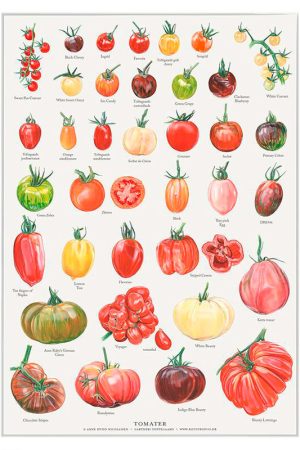 plakat-tomater