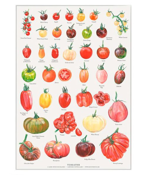plakat-tomater