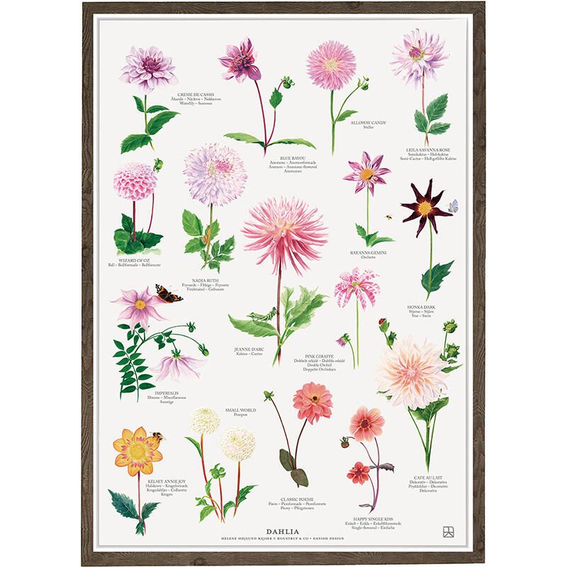 plakat-dahlia