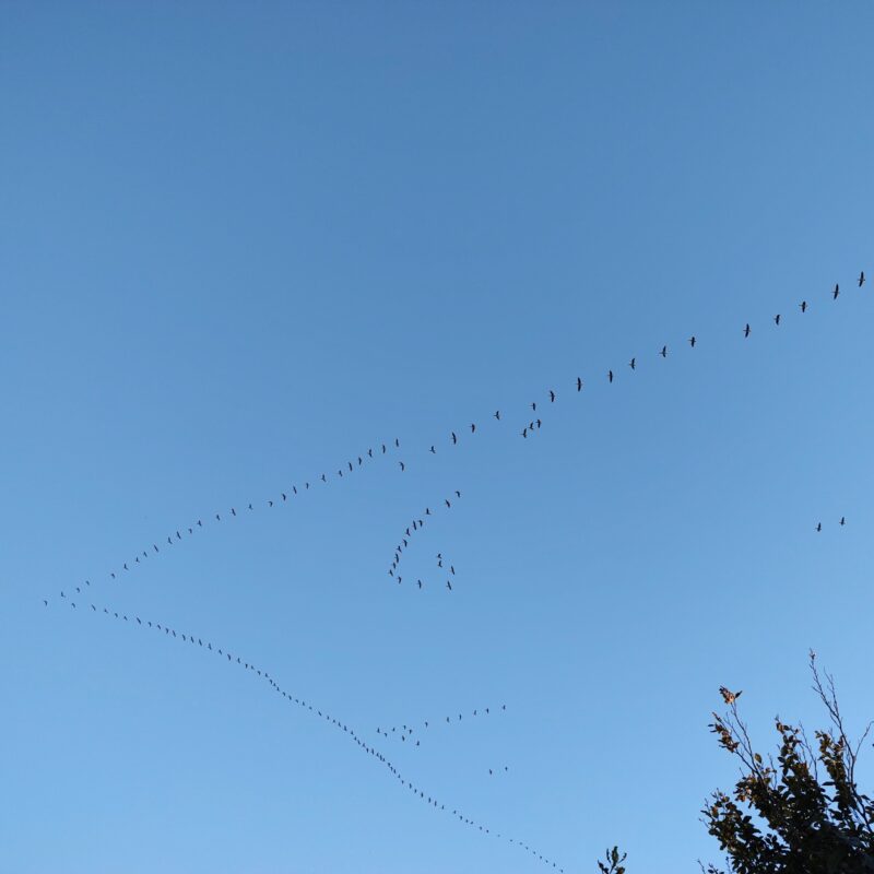 migration-vest-strikkeopskrift-fugle